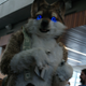 Illustration for article titled My Weekend At A Furry Convention